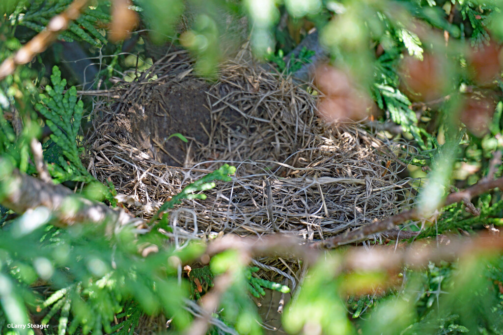 Abandon Robbins nest by larrysphotos