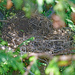 Abandon Robbins nest by larrysphotos