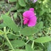 Pea flower by svarri