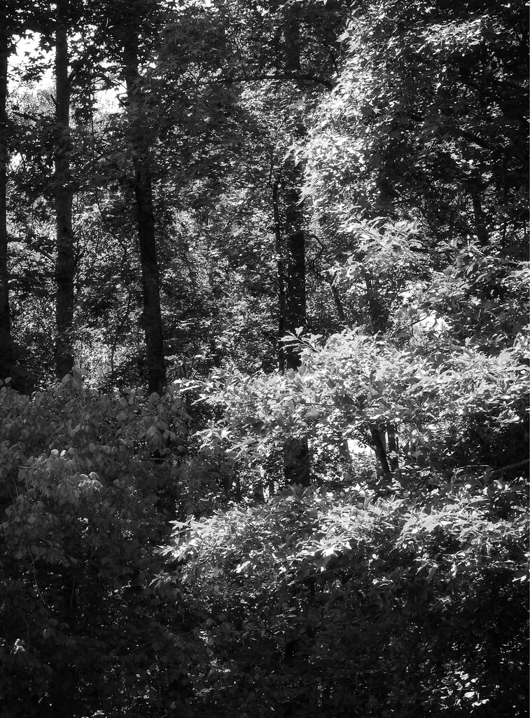 Summer woods... by marlboromaam