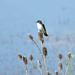 Lone Swallow by bjywamer