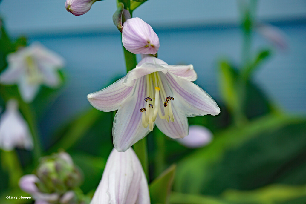 Hosta flower by larrysphotos