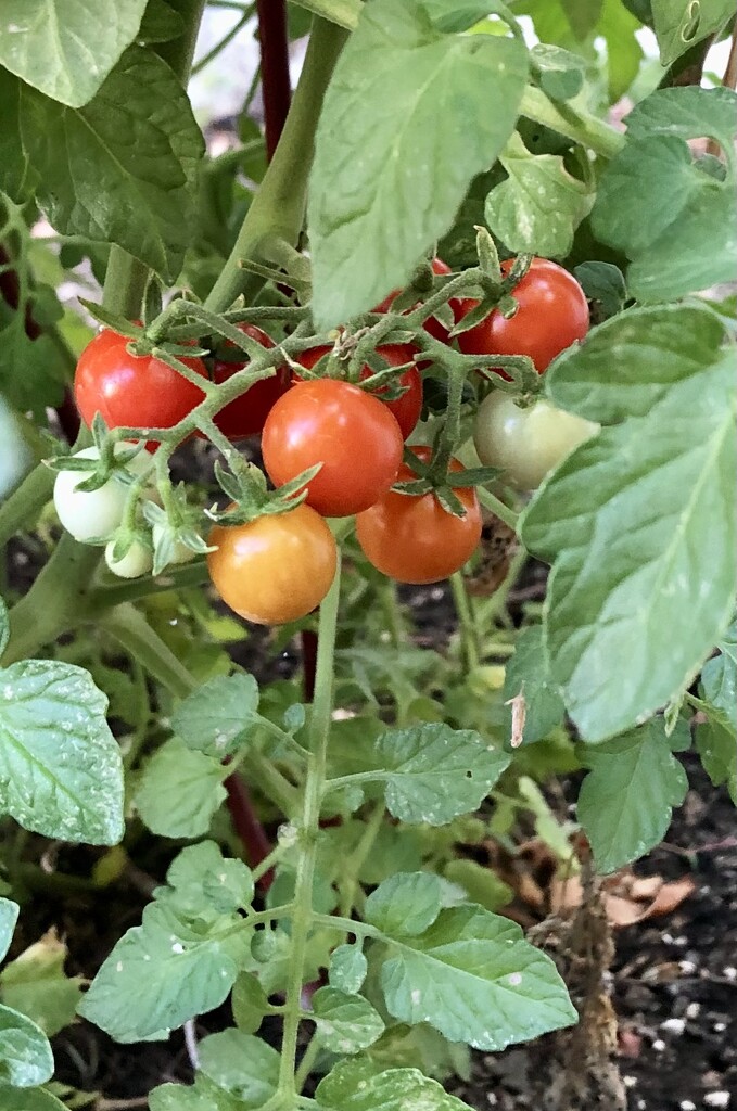 Tiny Tomatoes by loweygrace