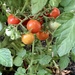 Tiny Tomatoes by loweygrace