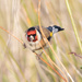GoldFinch sneaking around in the undergrowth by creative_shots
