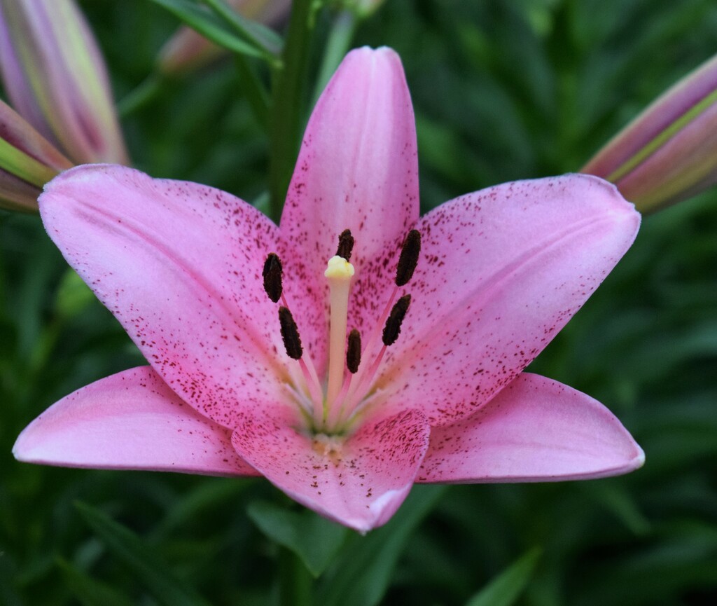 Pink Lily by sandlily