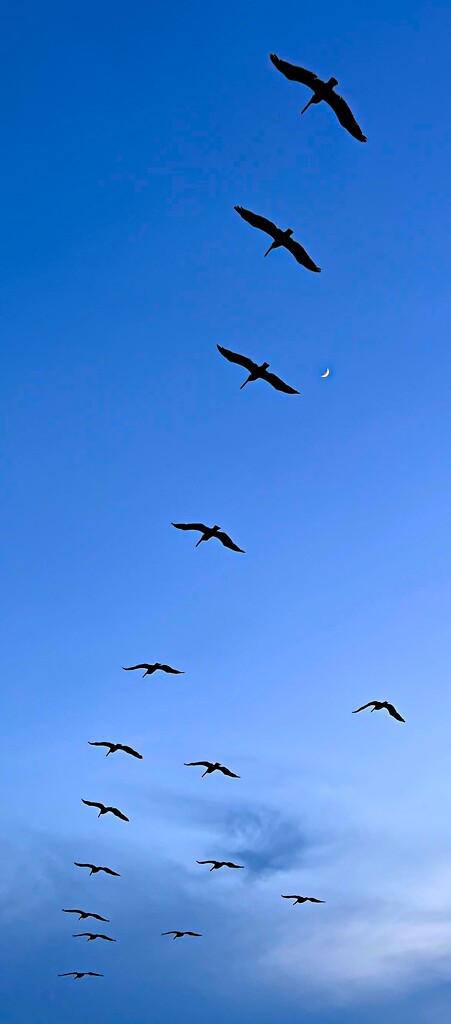 Grace in flight - Pelicans and quarter moon by congaree