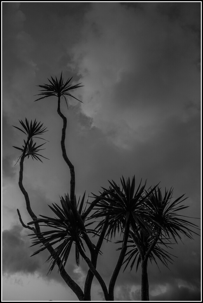 Cordyline australis by dide