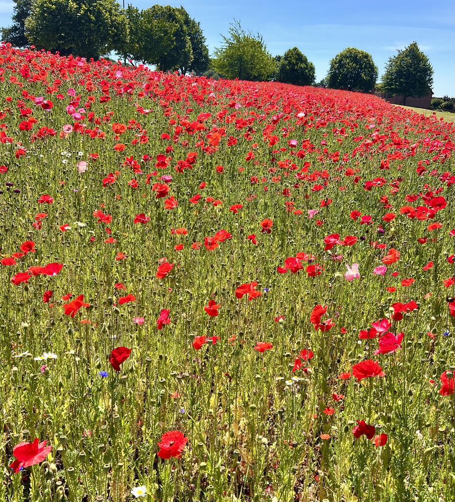 Poppies on the village green by tinley23