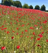 7th Jul 2022 - Poppies on the village green
