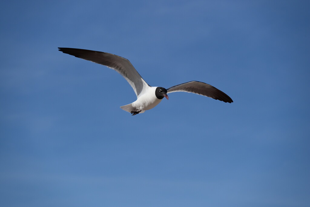 Sea Gull over Bethany Beach by mdaskin