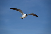 4th Jul 2022 - Sea Gull over Bethany Beach