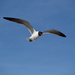 Sea Gull over Bethany Beach by mdaskin