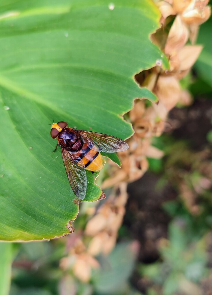 Hornet mimic hoverfly  by boxplayer