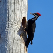 26th Apr 2022 - Ms Pileated