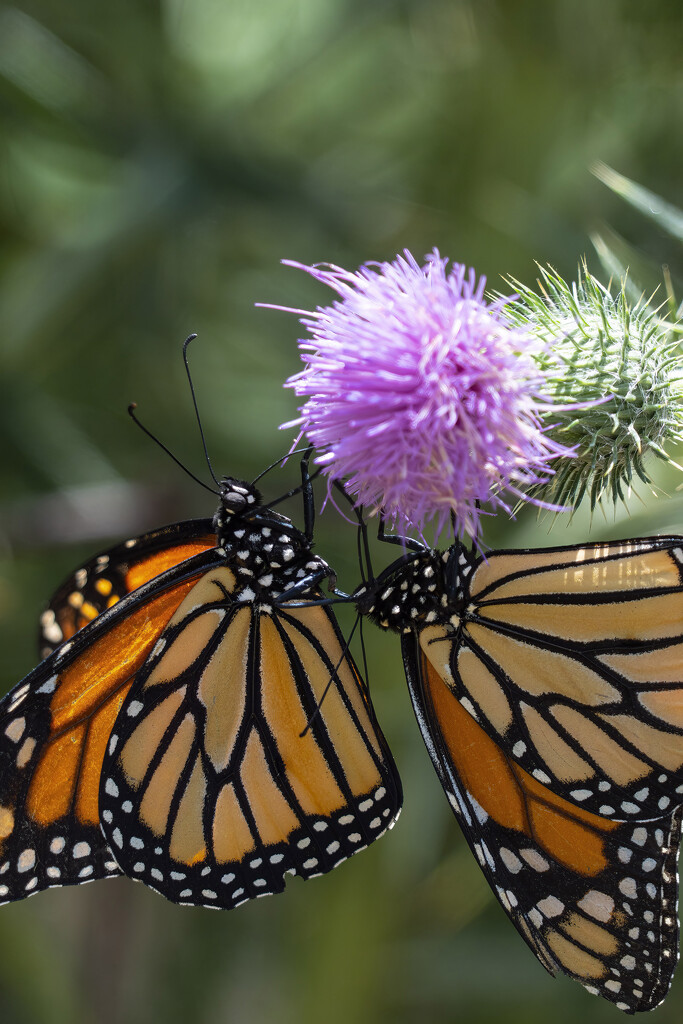 Monarchs on Thistle by k9photo