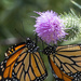 Monarchs on Thistle by k9photo