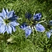 Love-in-a-Mist by wakelys