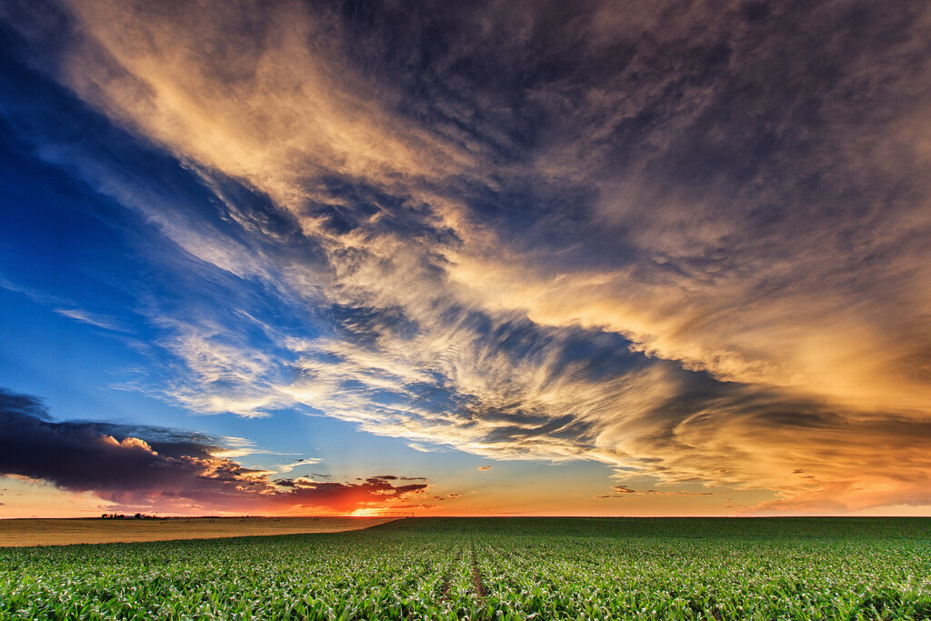 cornfield sunset by aecasey