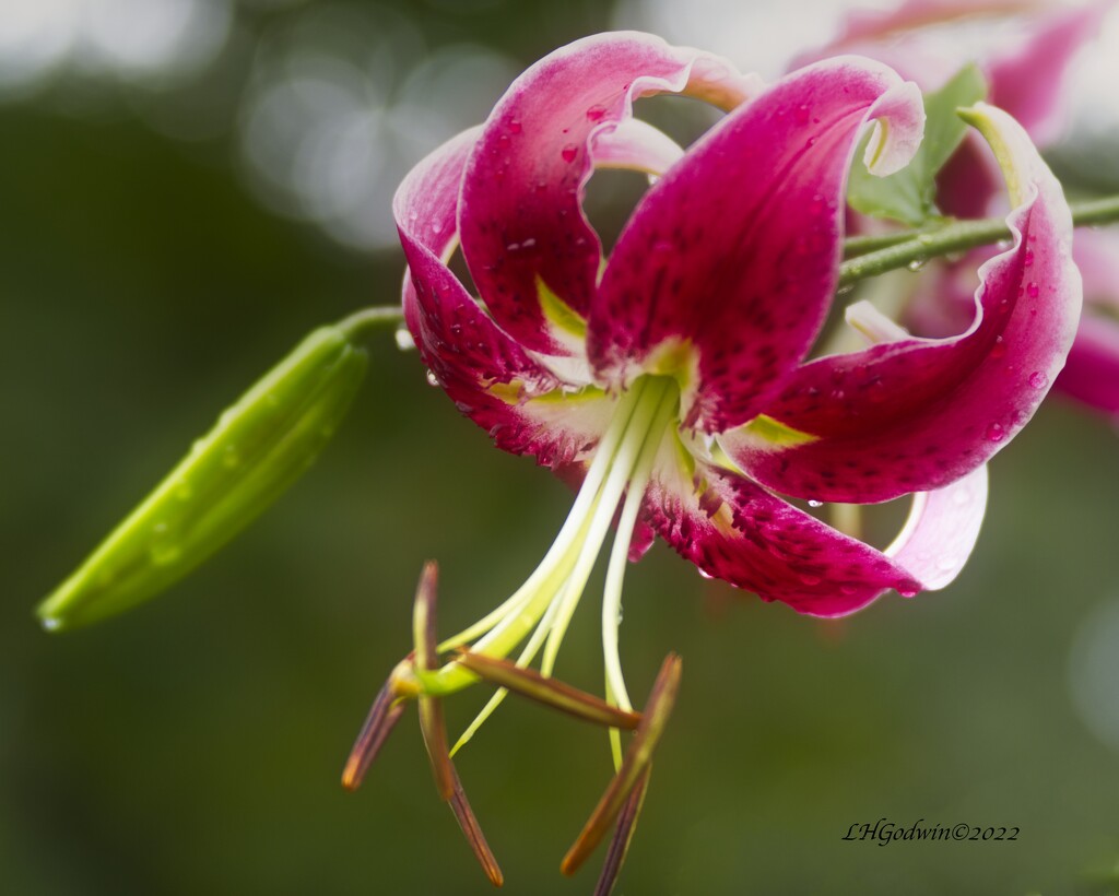 LHG_2497Asian Lily after rain by rontu