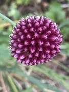 9th Jul 2022 - Allium Flower 