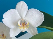10th Jul 2022 - White orchid