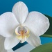 White orchid by monicac