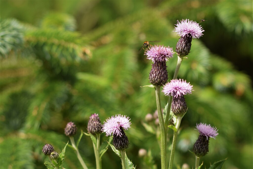 thistles and friends by christophercox