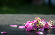 10th Jul 2022 - roses petals