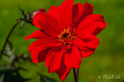 10th Jul 2022 - Red flower