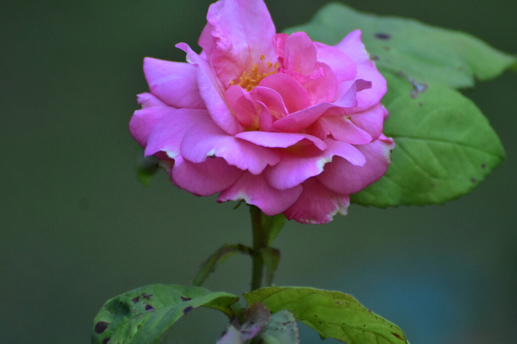 Another rose from the garden  by rosiekind