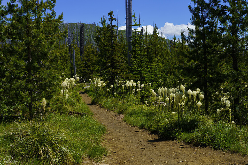 Bear Grass On Pacific Crest Trail by jgpittenger