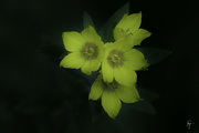 5th Jul 2022 - Pretty Yellow Flowers