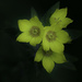 Pretty Yellow Flowers by skipt07