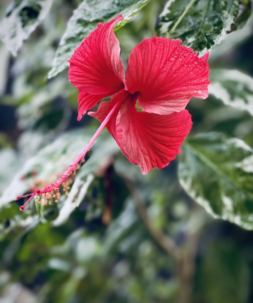 Pretty Hibiscus/Rainy Day  by ctclady