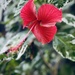 Pretty Hibiscus/Rainy Day  by ctclady