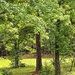 Summer trees... by marlboromaam
