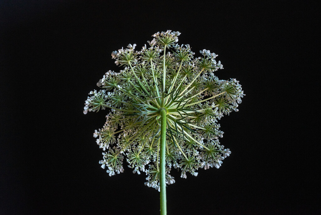 queen anne's lace 2 by jackies365