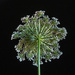 queen anne's lace 2