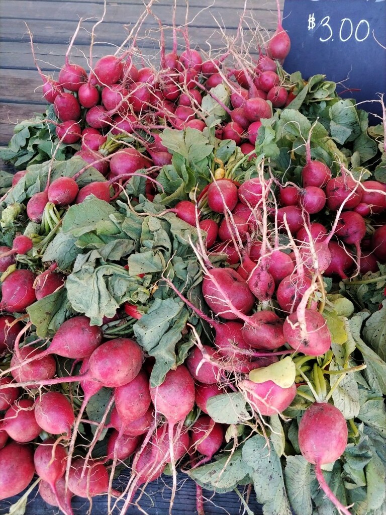 Farmstand Radishes For Sale by jo38