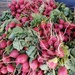 Farmstand Radishes For Sale by jo38