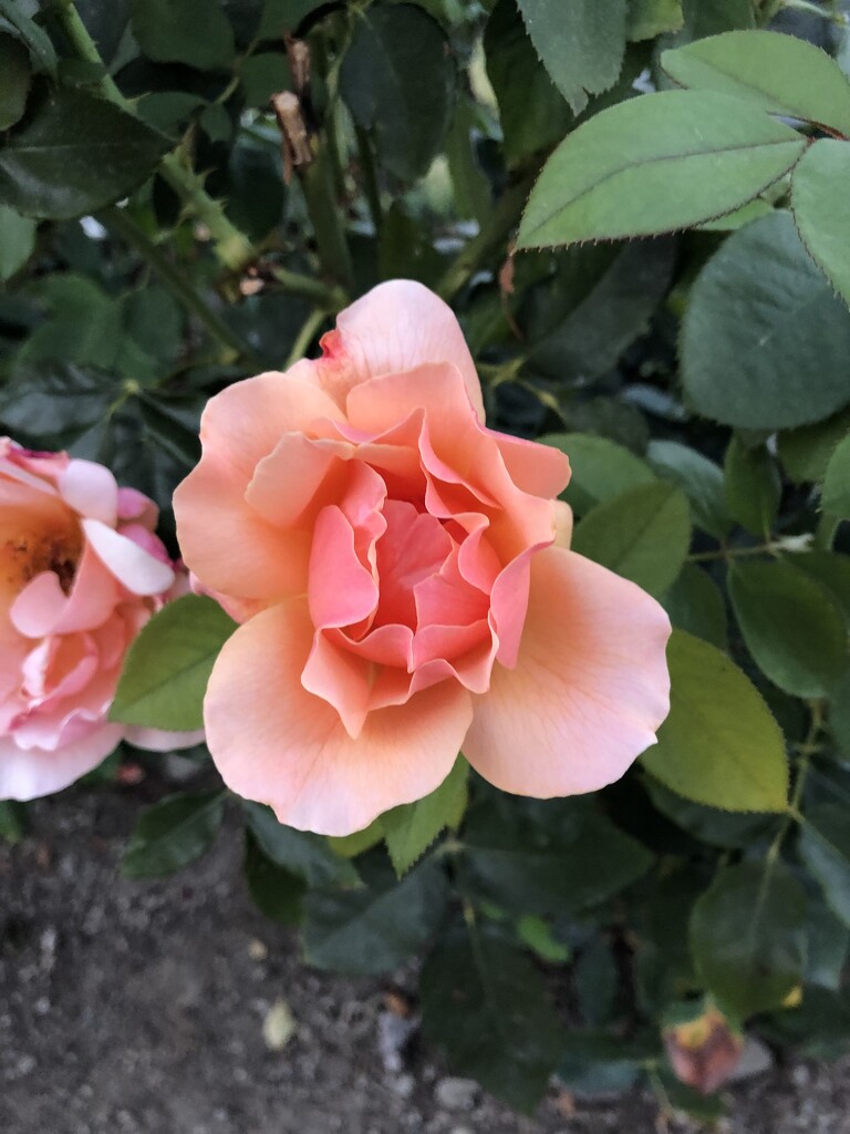 Neighbor’s Rose by loweygrace