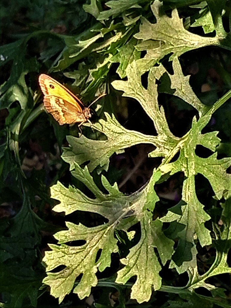 Phone shot as a butterfly came out to play by 365jgh