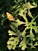 3rd Jul 2022 - Phone shot as a butterfly came out to play