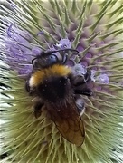 5th Jul 2022 - Nothing like a teasel...the bees spend what must be hours on them