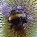Nothing like a teasel...the bees spend what must be hours on them by 365jgh