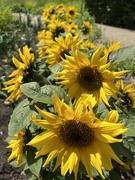 11th Jul 2022 - Sunflowers