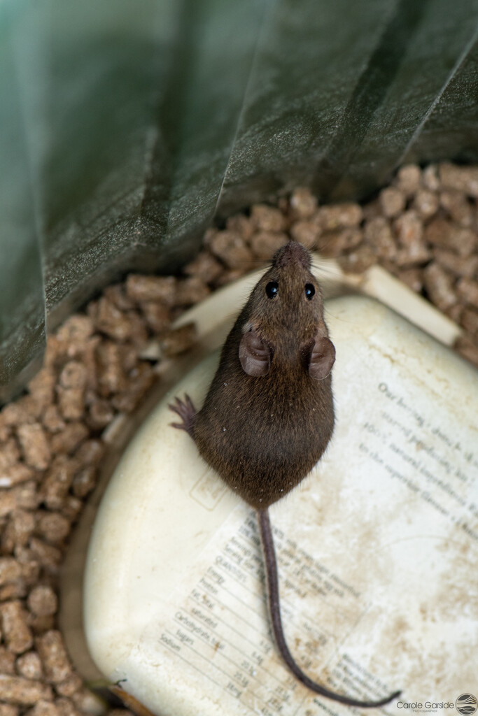 Fat Field Mouse by yorkshirekiwi