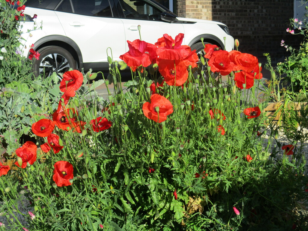 Red Poppies in a front garden. by grace55