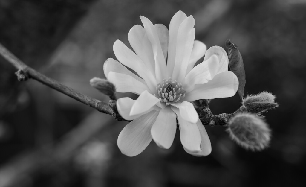 magnolia in mono by brigette